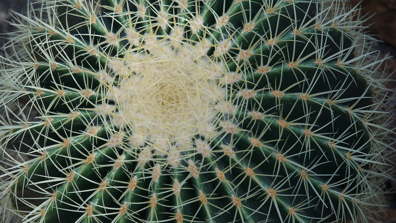 Biodiversity on the Edge: What Can We Do to Protect It?